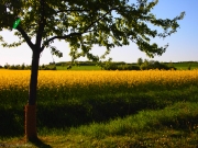 Yellow Fields